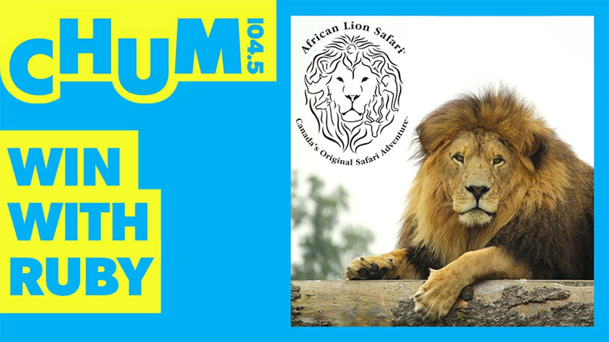 CHUM - AFRICAN LION SAFARI